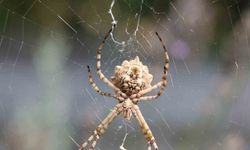 Dünyanın en zehirli örümceklerinden ’loplu örümcek’ Aksaray’da görüldü