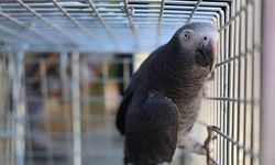 Elazığ’da ’Kübra’ diye seslenen papağan bulundu, sahibine ulaşılmaya çalışılıyor