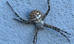 Elazığ’da nadir tür örümcek türü görüldü