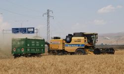 Erzincan’da hububat tarlalarında hasat başladı