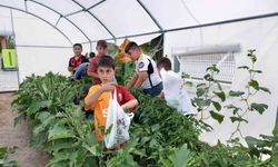 Erzincan’da minik öğrenciler sebze hasadına başladı