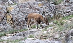 Erzurum’da yabani dağ keçileri görüntülendi