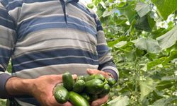 Eskişehir’de salatalık ve kabak fiyatları üreticiyi tatmin edecek seviyeye ulaştı