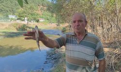 Eyüpsultan’da Alibey Barajı’na akan derede çok sayıda balık telef oldu: Vatandaşlar İSKİ’ye tepki gösterdi