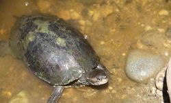 Fethiye Belediyesi, su kaplumbağalarını ölüme terk etti