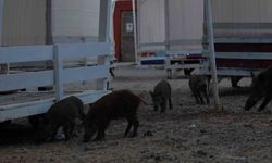 Fethiye’de domuz yavruları plaja indi