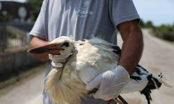 Göçmen kuşlar Samsun’da tedavi ediliyor