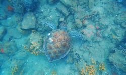 Gökova Körfezinde Deniz kaplumbağaları ile dalış keyfi