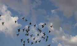 Günü birlik bin kilometrenin üzerinde mesafeyi uçabilen posta güvercinleri Erzincan’dan İzmir’e gitmeleri için havaya salındı