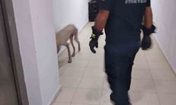 Hassa’da apartmanda mahsur kalan köpek kurtarıldı