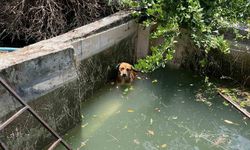 Havuzda mahsur kalan köpek kurtarıldı