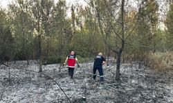 Hendek’te ormanlık alanda yangın