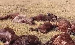 Iğdır’da yıldırım düşmesi sonucu, 2 kardeş yaralandı 20 koyun telef oldu