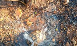 İtfaiye yangından etkilenen kaplumbağayı su ile serinletti