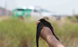 Jandarmanın bulduğu yaralı yavru Ebabil kuşu koruma altına alındı