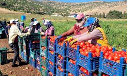 Kahramanmaraş’ta bin 700 dekar açık alanda domates üretimi yapılıyor