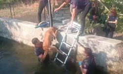 Kahramanmaraş’ta havuza düşen köpek kurtarıldı