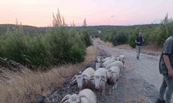 Kayıp koyunlar 12 saat sonra bulundu