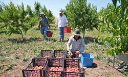 Keçiören Belediyesi yetiştirdiği meyve ve sebzeleri vatandaşlara dağıttı