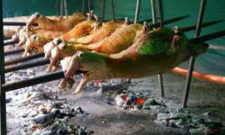 Kırkpınar’ın geleneksel lezzeti kuzu çevirme Sarayiçi’ndeki yerini aldı