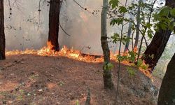 Kuyucak’taki orman yangını kontrol altına alındı