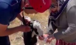 Kuyuya düşen keçi kurtarıldı
