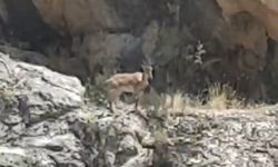 Malatya’da dağ keçileri görüntülendi
