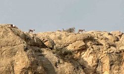 Malatya’da yaban keçileri görüntülendi
