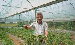 Marmara’nın ’Küçük Antalya’sı tabir edilen bölgede üretilen domatesi, lekeli solgunluk virüsü vurdu