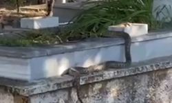 Mezarlıktaki yılan görenleri hayrete düşürdü