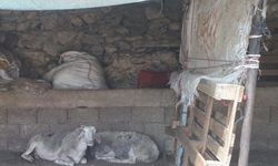 Muğla’da küçükbaş hayvan zehirlenme vakası: 30 koyun telef oldu
