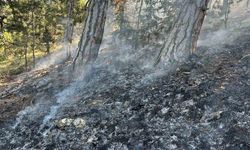 Ormanda yıldırım düşmesi sonucu çıkan yangın söndürüldü