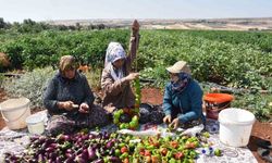 Patlıcan ve biberler kadınların elinde Gaziantep’in tescilli lezzeti ’kurutmalık’ oluyor