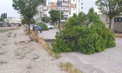 Patnos’ta fırtına direk ve ağaçları devirdi
