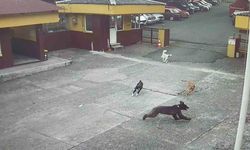 Rize’de çay fabrikasına giren yavru ayıyı köpekler kovaladı
