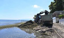 Sahilde temizlik çalışması: Kepçeyle toplanan yosunlar kamyonlara dolduruldu