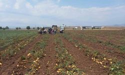 Sandıklı’da 40 bin dekar alanın üzerinde ekimi yapılan patates hasatı başladı