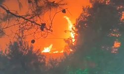 Şanlıurfa’da korkutan orman yangını