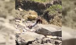 Sinop’ta ayı, ölü yunusu götürürken görüntülendi