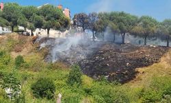 Sinop’ta ot yangını: Çam ağaçları zarar gördü
