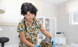 Tedavileri tamamlanan kaplumbağalar doğaya bırakıldı