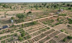 TİKA Nijer’de 100 kadın yararına sebze ve moringa üretim bahçesi kurdu