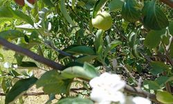 Tunceli’de elma ağacı, üzerinde meyve varken aynı zamanda çiçek açtı