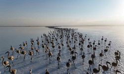 Tuz Gölünde yavru flamingolar kanat çırpmaya başladı