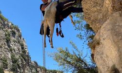 Uçurumda mahsur kalan keçi 5. günde kurtarıldı