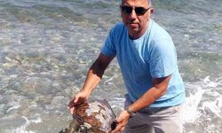 Yavru Deniz kaplumbağa ölüsü kıyıya vurdu