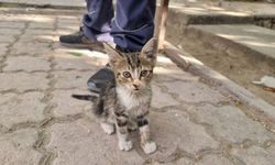 Yavru kediyi alevlerin arasından itfaiye ekipleri kurtardı