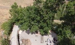 Yozgat’ta 2 asırlık “Ulu Kavak” ziyaretçilerini ağırlıyor