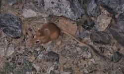 Yüksekova’da kırmızı listede bulunan kanguru faresi görüntülendi