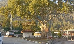 Taraklı Yusufbey Mahallesindeki Tarihi Çınar Ağacının Bakımı Yapıldı